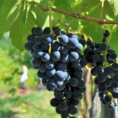 Tenuta Di Sticciano Certaldo